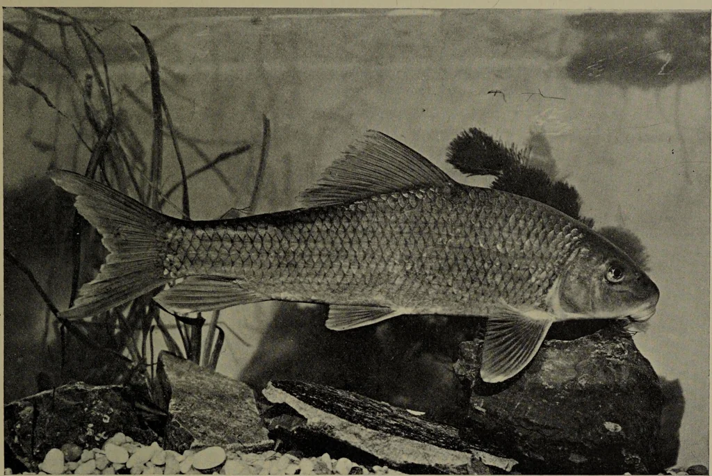 An illustration from American food and game fishes : A popular account of all the species found in America north of the equator / with keys for ready identification, life histories and methods of capture, by David Starr Jordan and Barton Warren Evermann, illustrated with colored plates and text drawings, and with photographs from life by A. Radclyffe Dugmore., 1902, leaf 123