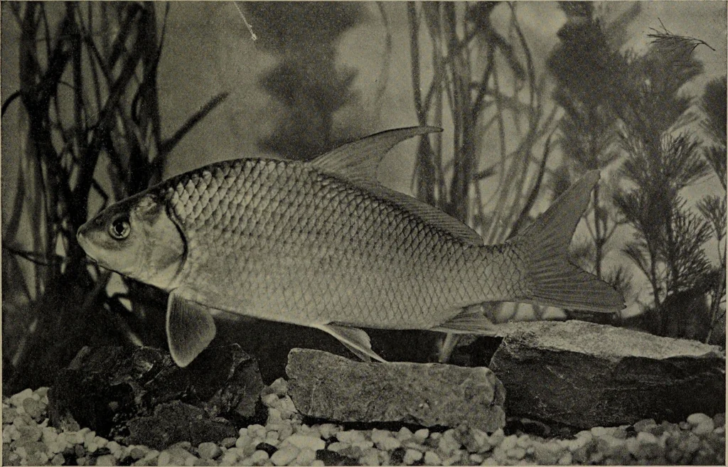 An illustration from American food and game fishes : A popular account of all the species found in America north of the equator / with keys for ready identification, life histories and methods of capture, by David Starr Jordan and Barton Warren Evermann, illustrated with colored plates and text drawings, and with photographs from life by A. Radclyffe Dugmore., 1902, leaf 123