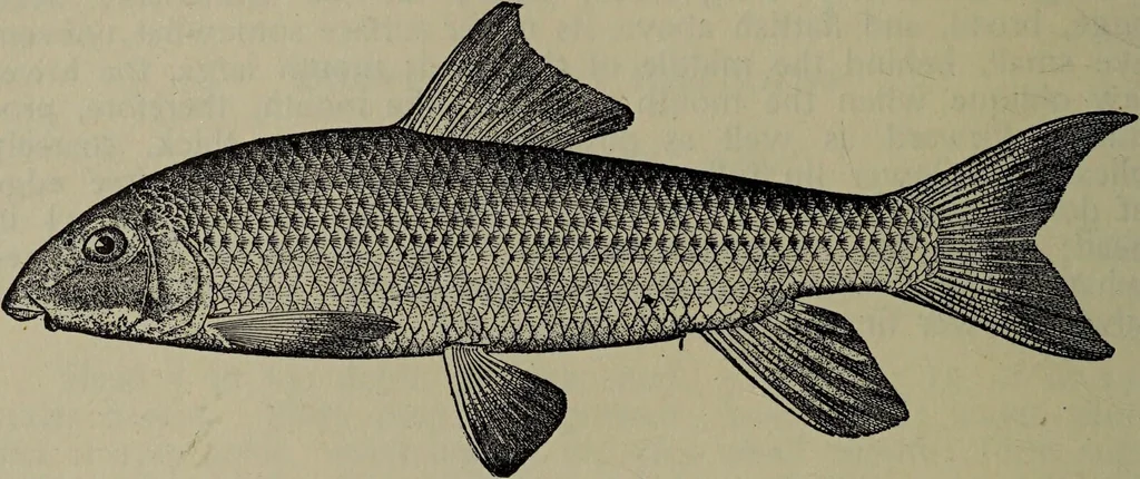 An illustration from American food and game fishes : A popular account of all the species found in America north of the equator / with keys for ready identification, life histories and methods of capture, by David Starr Jordan and Barton Warren Evermann, illustrated with colored plates and text drawings, and with photographs from life by A. Radclyffe Dugmore., 1902, leaf 130