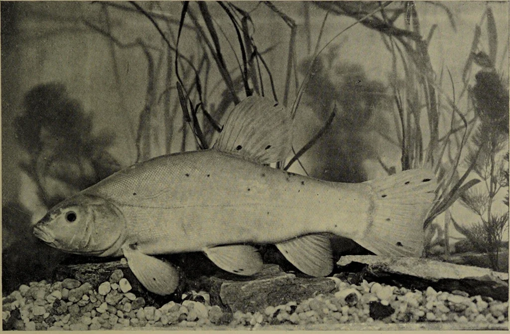 An illustration from American food and game fishes : A popular account of all the species found in America north of the equator / with keys for ready identification, life histories and methods of capture, by David Starr Jordan and Barton Warren Evermann, illustrated with colored plates and text drawings, and with photographs from life by A. Radclyffe Dugmore., 1902, leaf 133