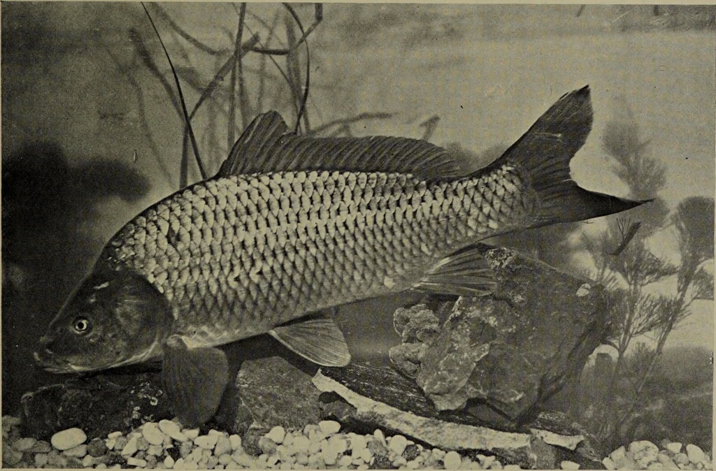 An illustration from American food and game fishes : A popular account of all the species found in America north of the equator / with keys for ready identification, life histories and methods of capture, by David Starr Jordan and Barton Warren Evermann, illustrated with colored plates and text drawings, and with photographs from life by A. Radclyffe Dugmore., 1902, leaf 133