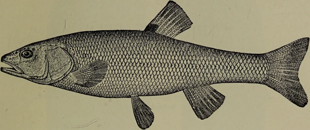 An illustration from American food and game fishes : A popular account of all the species found in America north of the equator / with keys for ready identification, life histories and methods of capture, by David Starr Jordan and Barton Warren Evermann, illustrated with colored plates and text drawings, and with photographs from life by A. Radclyffe Dugmore., 1902, leaf 141