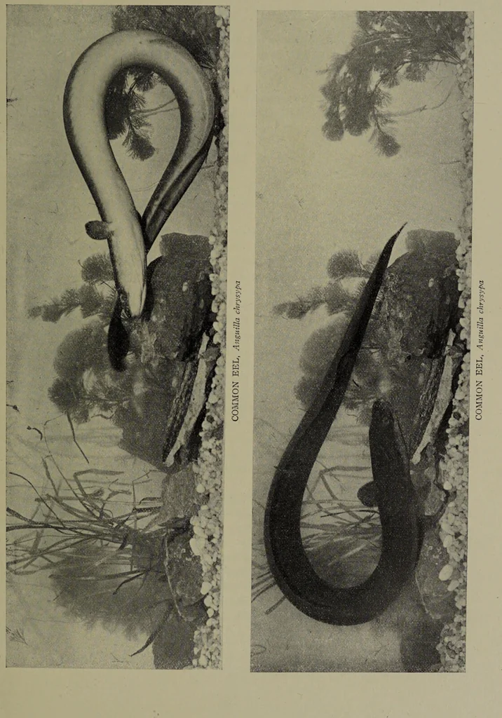 An illustration from American food and game fishes : A popular account of all the species found in America north of the equator / with keys for ready identification, life histories and methods of capture, by David Starr Jordan and Barton Warren Evermann, illustrated with colored plates and text drawings, and with photographs from life by A. Radclyffe Dugmore., 1902, leaf 147