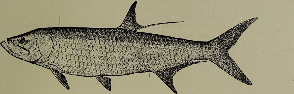 An illustration from American food and game fishes : A popular account of all the species found in America north of the equator / with keys for ready identification, life histories and methods of capture, by David Starr Jordan and Barton Warren Evermann, illustrated with colored plates and text drawings, and with photographs from life by A. Radclyffe Dugmore., 1902, leaf 155