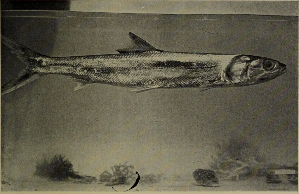 An illustration from American food and game fishes : A popular account of all the species found in America north of the equator / with keys for ready identification, life histories and methods of capture, by David Starr Jordan and Barton Warren Evermann, illustrated with colored plates and text drawings, and with photographs from life by A. Radclyffe Dugmore., 1902, leaf 157