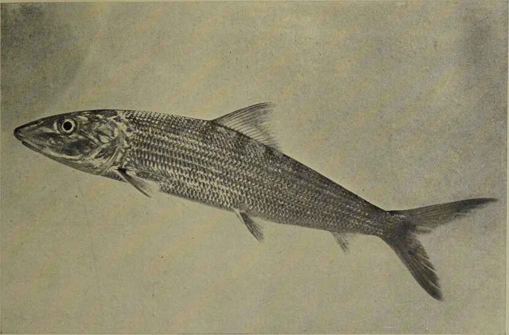 An illustration from American food and game fishes : A popular account of all the species found in America north of the equator / with keys for ready identification, life histories and methods of capture, by David Starr Jordan and Barton Warren Evermann, illustrated with colored plates and text drawings, and with photographs from life by A. Radclyffe Dugmore., 1902, leaf 157