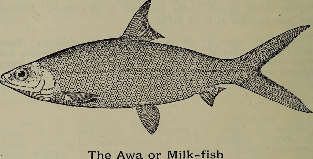 An illustration from American food and game fishes : A popular account of all the species found in America north of the equator / with keys for ready identification, life histories and methods of capture, by David Starr Jordan and Barton Warren Evermann, illustrated with colored plates and text drawings, and with photographs from life by A. Radclyffe Dugmore., 1902, leaf 166
