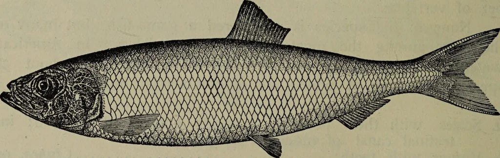An illustration from American food and game fishes : A popular account of all the species found in America north of the equator / with keys for ready identification, life histories and methods of capture, by David Starr Jordan and Barton Warren Evermann, illustrated with colored plates and text drawings, and with photographs from life by A. Radclyffe Dugmore., 1902, leaf 168
