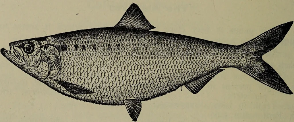 An illustration from American food and game fishes : A popular account of all the species found in America north of the equator / with keys for ready identification, life histories and methods of capture, by David Starr Jordan and Barton Warren Evermann, illustrated with colored plates and text drawings, and with photographs from life by A. Radclyffe Dugmore., 1902, leaf 174