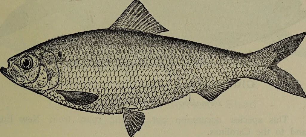 An illustration from American food and game fishes : A popular account of all the species found in America north of the equator / with keys for ready identification, life histories and methods of capture, by David Starr Jordan and Barton Warren Evermann, illustrated with colored plates and text drawings, and with photographs from life by A. Radclyffe Dugmore., 1902, leaf 175