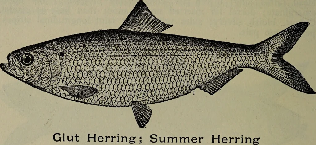 An illustration from American food and game fishes : A popular account of all the species found in America north of the equator / with keys for ready identification, life histories and methods of capture, by David Starr Jordan and Barton Warren Evermann, illustrated with colored plates and text drawings, and with photographs from life by A. Radclyffe Dugmore., 1902, leaf 176