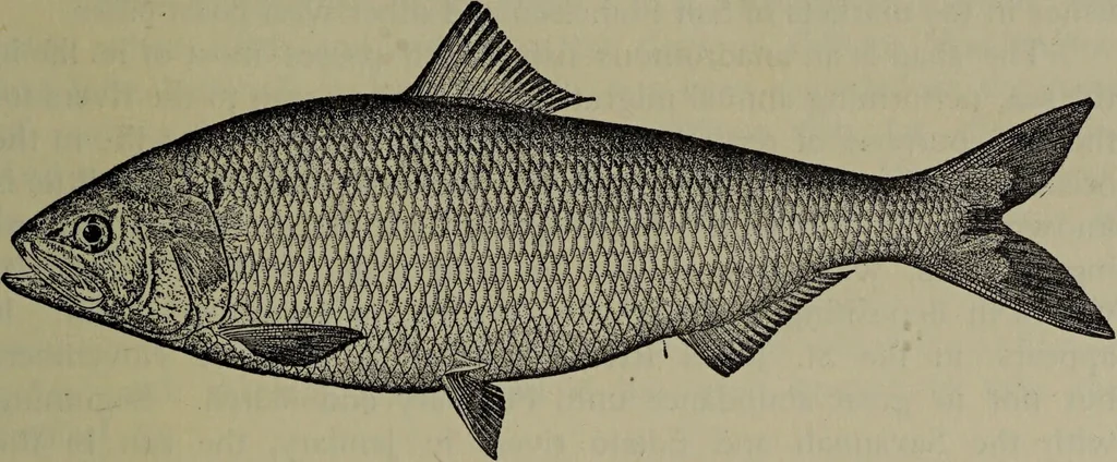 An illustration from American food and game fishes : A popular account of all the species found in America north of the equator / with keys for ready identification, life histories and methods of capture, by David Starr Jordan and Barton Warren Evermann, illustrated with colored plates and text drawings, and with photographs from life by A. Radclyffe Dugmore., 1902, leaf 177