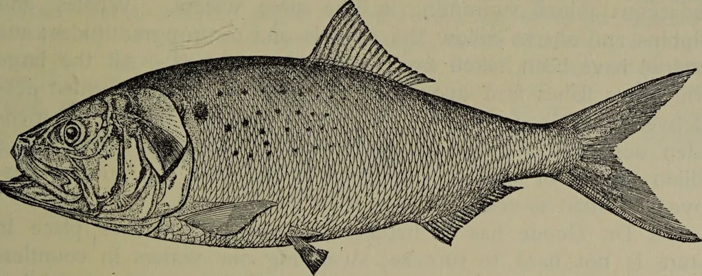 An illustration from American food and game fishes : A popular account of all the species found in America north of the equator / with keys for ready identification, life histories and methods of capture, by David Starr Jordan and Barton Warren Evermann, illustrated with colored plates and text drawings, and with photographs from life by A. Radclyffe Dugmore., 1902, leaf 181