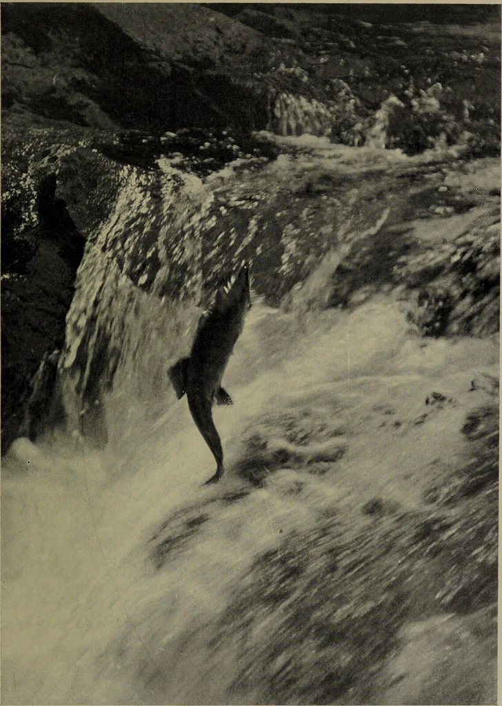 An illustration from American food and game fishes : A popular account of all the species found in America north of the equator / with keys for ready identification, life histories and methods of capture, by David Starr Jordan and Barton Warren Evermann, illustrated with colored plates and text drawings, and with photographs from life by A. Radclyffe Dugmore., 1902, leaf 227