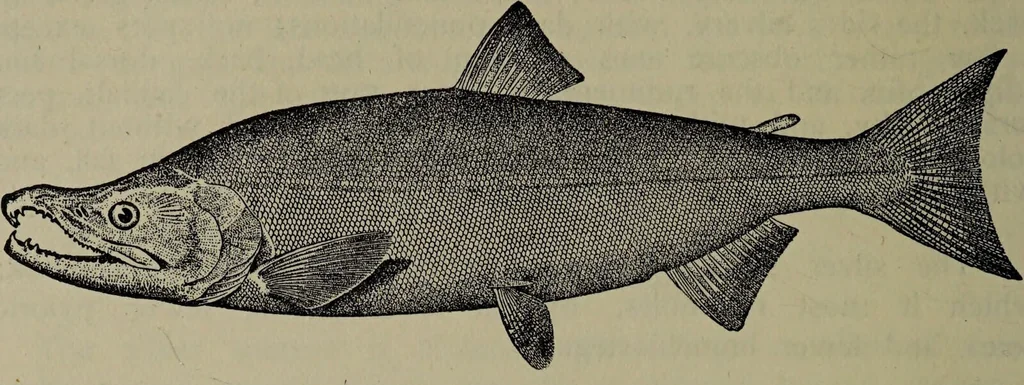 An illustration from American food and game fishes : A popular account of all the species found in America north of the equator / with keys for ready identification, life histories and methods of capture, by David Starr Jordan and Barton Warren Evermann, illustrated with colored plates and text drawings, and with photographs from life by A. Radclyffe Dugmore., 1902, leaf 232