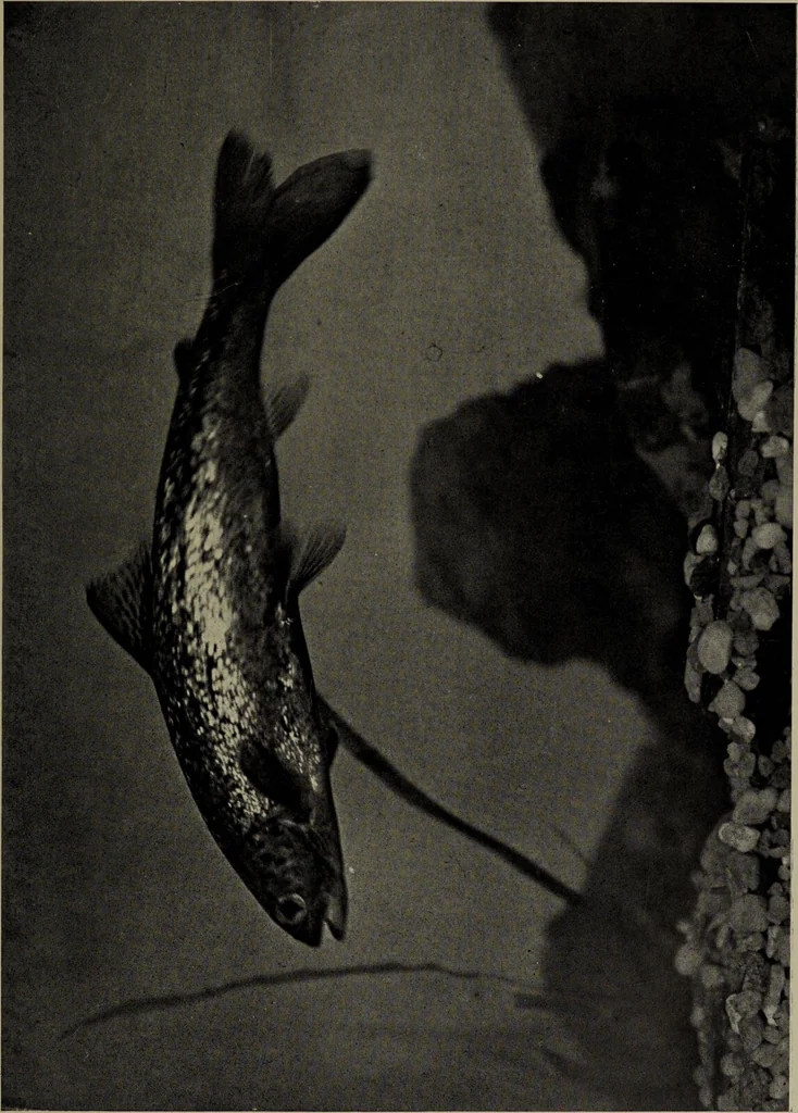 An illustration from American food and game fishes : A popular account of all the species found in America north of the equator / with keys for ready identification, life histories and methods of capture, by David Starr Jordan and Barton Warren Evermann, illustrated with colored plates and text drawings, and with photographs from life by A. Radclyffe Dugmore., 1902, leaf 241
