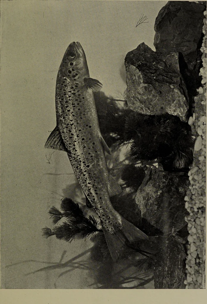 An illustration from American food and game fishes : A popular account of all the species found in America north of the equator / with keys for ready identification, life histories and methods of capture, by David Starr Jordan and Barton Warren Evermann, illustrated with colored plates and text drawings, and with photographs from life by A. Radclyffe Dugmore., 1902, leaf 247