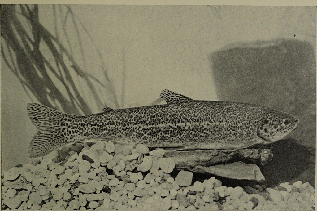 An illustration from American food and game fishes : A popular account of all the species found in America north of the equator / with keys for ready identification, life histories and methods of capture, by David Starr Jordan and Barton Warren Evermann, illustrated with colored plates and text drawings, and with photographs from life by A. Radclyffe Dugmore., 1902, leaf 257