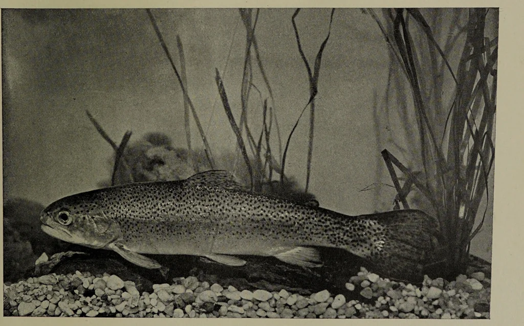 An illustration from American food and game fishes : A popular account of all the species found in America north of the equator / with keys for ready identification, life histories and methods of capture, by David Starr Jordan and Barton Warren Evermann, illustrated with colored plates and text drawings, and with photographs from life by A. Radclyffe Dugmore., 1902, leaf 257