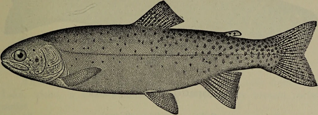 An illustration from American food and game fishes : A popular account of all the species found in America north of the equator / with keys for ready identification, life histories and methods of capture, by David Starr Jordan and Barton Warren Evermann, illustrated with colored plates and text drawings, and with photographs from life by A. Radclyffe Dugmore., 1902, leaf 267