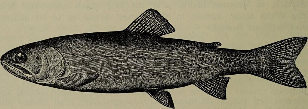 An illustration from American food and game fishes : A popular account of all the species found in America north of the equator / with keys for ready identification, life histories and methods of capture, by David Starr Jordan and Barton Warren Evermann, illustrated with colored plates and text drawings, and with photographs from life by A. Radclyffe Dugmore., 1902, leaf 270