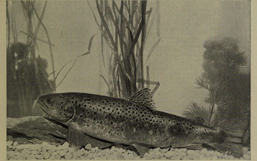 An illustration from American food and game fishes : A popular account of all the species found in America north of the equator / with keys for ready identification, life histories and methods of capture, by David Starr Jordan and Barton Warren Evermann, illustrated with colored plates and text drawings, and with photographs from life by A. Radclyffe Dugmore., 1902, leaf 277