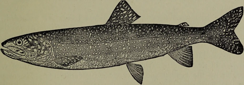 An illustration from American food and game fishes : A popular account of all the species found in America north of the equator / with keys for ready identification, life histories and methods of capture, by David Starr Jordan and Barton Warren Evermann, illustrated with colored plates and text drawings, and with photographs from life by A. Radclyffe Dugmore., 1902, leaf 287