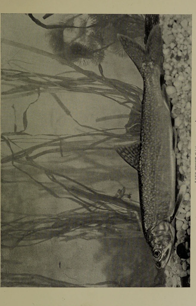 An illustration from American food and game fishes : A popular account of all the species found in America north of the equator / with keys for ready identification, life histories and methods of capture, by David Starr Jordan and Barton Warren Evermann, illustrated with colored plates and text drawings, and with photographs from life by A. Radclyffe Dugmore., 1902, leaf 289