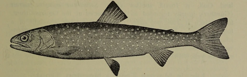 An illustration from American food and game fishes : A popular account of all the species found in America north of the equator / with keys for ready identification, life histories and methods of capture, by David Starr Jordan and Barton Warren Evermann, illustrated with colored plates and text drawings, and with photographs from life by A. Radclyffe Dugmore., 1902, leaf 305