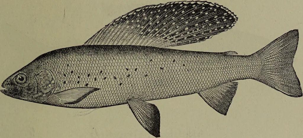 An illustration from American food and game fishes : A popular account of all the species found in America north of the equator / with keys for ready identification, life histories and methods of capture, by David Starr Jordan and Barton Warren Evermann, illustrated with colored plates and text drawings, and with photographs from life by A. Radclyffe Dugmore., 1902, leaf 309