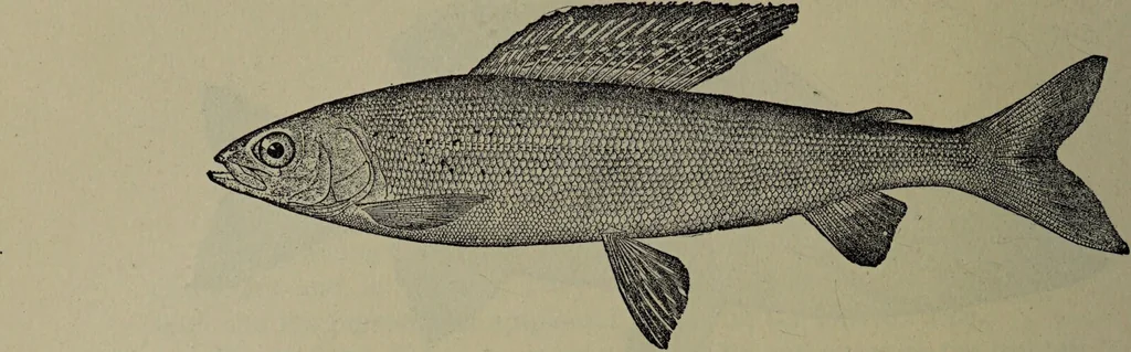 An illustration from American food and game fishes : A popular account of all the species found in America north of the equator / with keys for ready identification, life histories and methods of capture, by David Starr Jordan and Barton Warren Evermann, illustrated with colored plates and text drawings, and with photographs from life by A. Radclyffe Dugmore., 1902, leaf 310