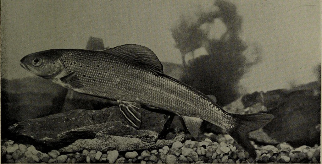 An illustration from American food and game fishes : A popular account of all the species found in America north of the equator / with keys for ready identification, life histories and methods of capture, by David Starr Jordan and Barton Warren Evermann, illustrated with colored plates and text drawings, and with photographs from life by A. Radclyffe Dugmore., 1902, leaf 311