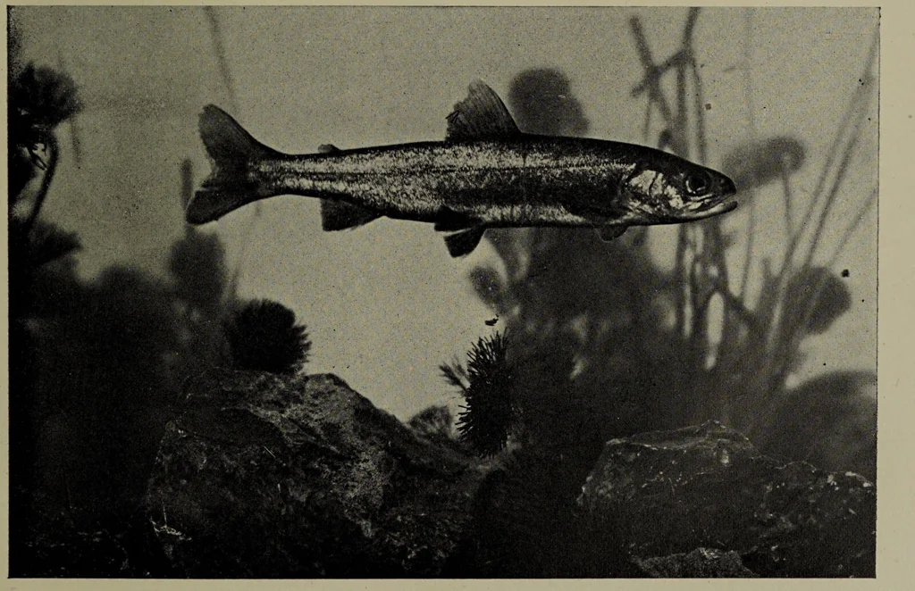 An illustration from American food and game fishes : A popular account of all the species found in America north of the equator / with keys for ready identification, life histories and methods of capture, by David Starr Jordan and Barton Warren Evermann, illustrated with colored plates and text drawings, and with photographs from life by A. Radclyffe Dugmore., 1902, leaf 311