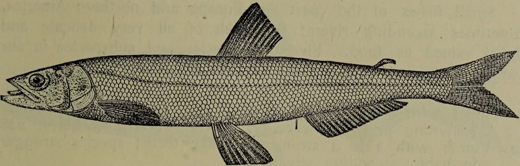 An illustration from American food and game fishes : A popular account of all the species found in America north of the equator / with keys for ready identification, life histories and methods of capture, by David Starr Jordan and Barton Warren Evermann, illustrated with colored plates and text drawings, and with photographs from life by A. Radclyffe Dugmore., 1902, leaf 317