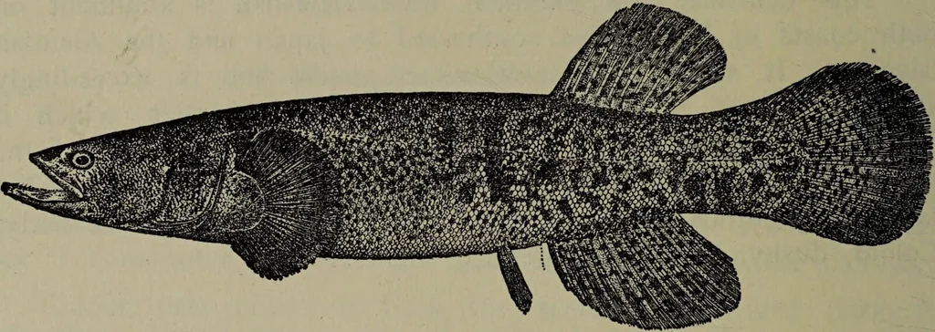 An illustration from American food and game fishes : A popular account of all the species found in America north of the equator / with keys for ready identification, life histories and methods of capture, by David Starr Jordan and Barton Warren Evermann, illustrated with colored plates and text drawings, and with photographs from life by A. Radclyffe Dugmore., 1902, leaf 322