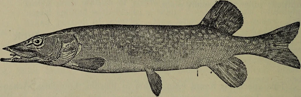 An illustration from American food and game fishes : A popular account of all the species found in America north of the equator / with keys for ready identification, life histories and methods of capture, by David Starr Jordan and Barton Warren Evermann, illustrated with colored plates and text drawings, and with photographs from life by A. Radclyffe Dugmore., 1902, leaf 326