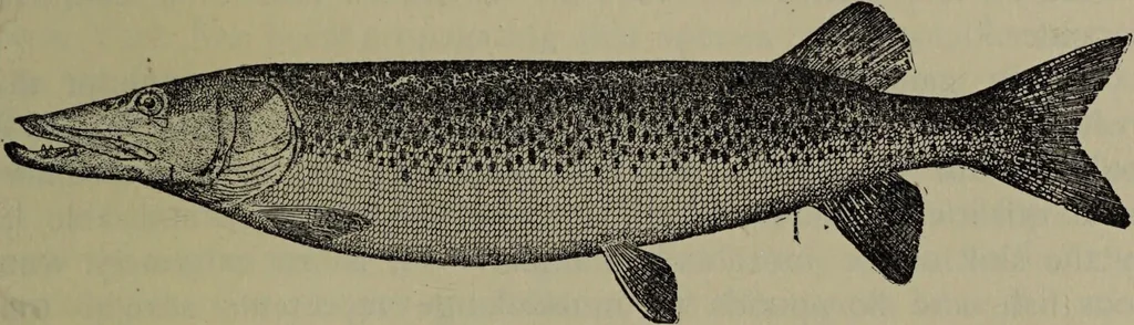 An illustration from American food and game fishes : A popular account of all the species found in America north of the equator / with keys for ready identification, life histories and methods of capture, by David Starr Jordan and Barton Warren Evermann, illustrated with colored plates and text drawings, and with photographs from life by A. Radclyffe Dugmore., 1902, leaf 327