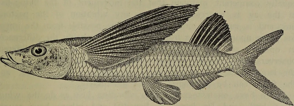 An illustration from American food and game fishes : A popular account of all the species found in America north of the equator / with keys for ready identification, life histories and methods of capture, by David Starr Jordan and Barton Warren Evermann, illustrated with colored plates and text drawings, and with photographs from life by A. Radclyffe Dugmore., 1902, leaf 333