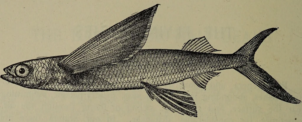 An illustration from American food and game fishes : A popular account of all the species found in America north of the equator / with keys for ready identification, life histories and methods of capture, by David Starr Jordan and Barton Warren Evermann, illustrated with colored plates and text drawings, and with photographs from life by A. Radclyffe Dugmore., 1902, leaf 334