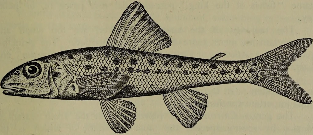 An illustration from American food and game fishes : A popular account of all the species found in America north of the equator / with keys for ready identification, life histories and methods of capture, by David Starr Jordan and Barton Warren Evermann, illustrated with colored plates and text drawings, and with photographs from life by A. Radclyffe Dugmore., 1902, leaf 337