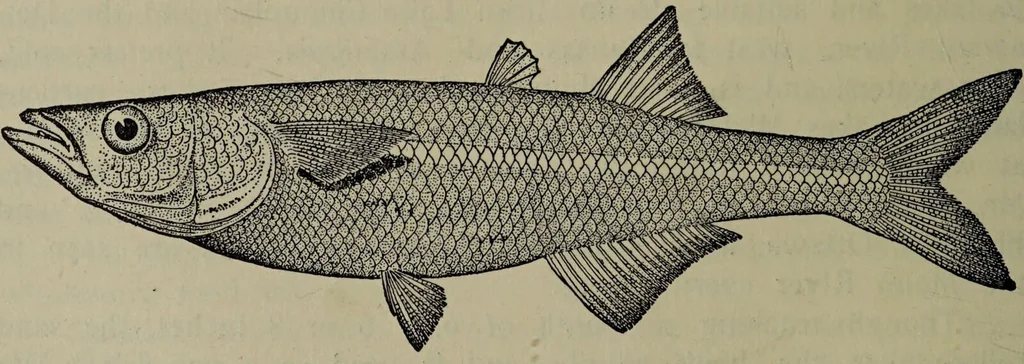 An illustration from American food and game fishes : A popular account of all the species found in America north of the equator / with keys for ready identification, life histories and methods of capture, by David Starr Jordan and Barton Warren Evermann, illustrated with colored plates and text drawings, and with photographs from life by A. Radclyffe Dugmore., 1902, leaf 338