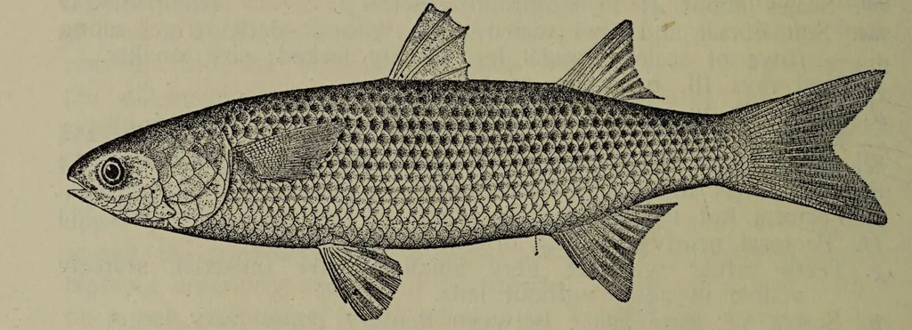 An illustration from American food and game fishes : A popular account of all the species found in America north of the equator / with keys for ready identification, life histories and methods of capture, by David Starr Jordan and Barton Warren Evermann, illustrated with colored plates and text drawings, and with photographs from life by A. Radclyffe Dugmore., 1902, leaf 342