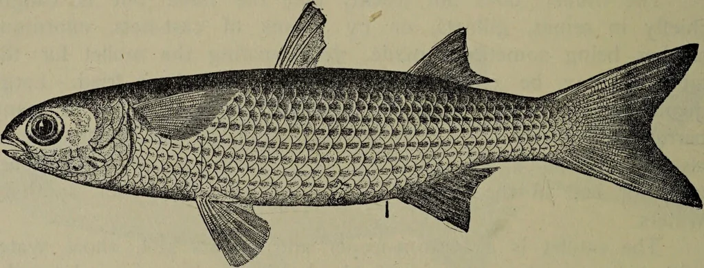 An illustration from American food and game fishes : A popular account of all the species found in America north of the equator / with keys for ready identification, life histories and methods of capture, by David Starr Jordan and Barton Warren Evermann, illustrated with colored plates and text drawings, and with photographs from life by A. Radclyffe Dugmore., 1902, leaf 344