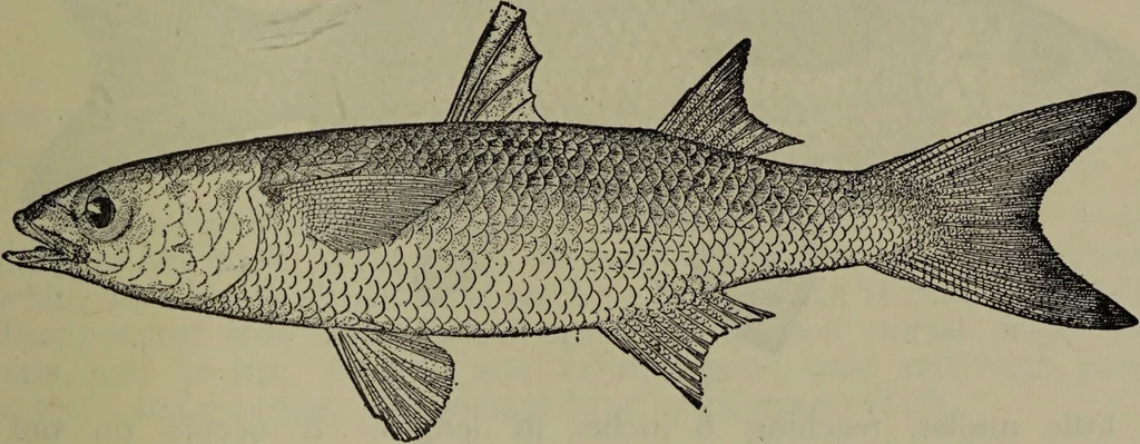 An illustration from American food and game fishes : A popular account of all the species found in America north of the equator / with keys for ready identification, life histories and methods of capture, by David Starr Jordan and Barton Warren Evermann, illustrated with colored plates and text drawings, and with photographs from life by A. Radclyffe Dugmore., 1902, leaf 345