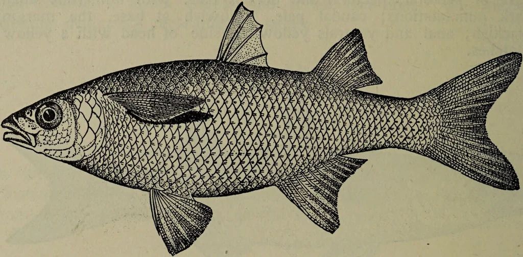 An illustration from American food and game fishes : A popular account of all the species found in America north of the equator / with keys for ready identification, life histories and methods of capture, by David Starr Jordan and Barton Warren Evermann, illustrated with colored plates and text drawings, and with photographs from life by A. Radclyffe Dugmore., 1902, leaf 346