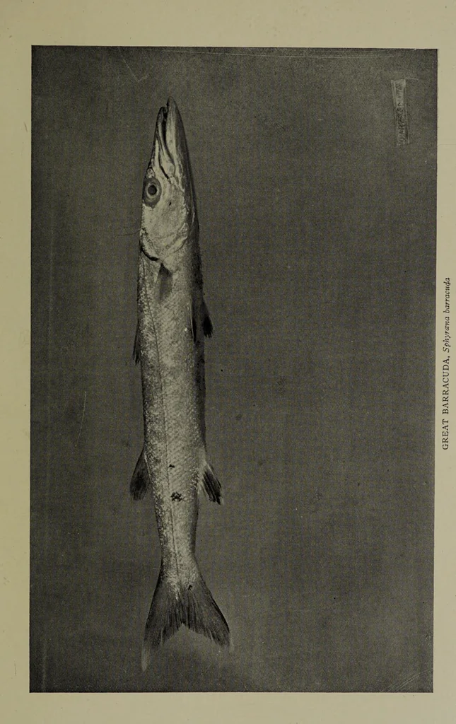 An illustration from American food and game fishes : A popular account of all the species found in America north of the equator / with keys for ready identification, life histories and methods of capture, by David Starr Jordan and Barton Warren Evermann, illustrated with colored plates and text drawings, and with photographs from life by A. Radclyffe Dugmore., 1902, leaf 349