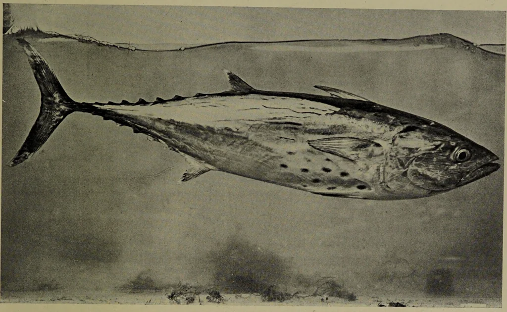An illustration from American food and game fishes : A popular account of all the species found in America north of the equator / with keys for ready identification, life histories and methods of capture, by David Starr Jordan and Barton Warren Evermann, illustrated with colored plates and text drawings, and with photographs from life by A. Radclyffe Dugmore., 1902, leaf 359
