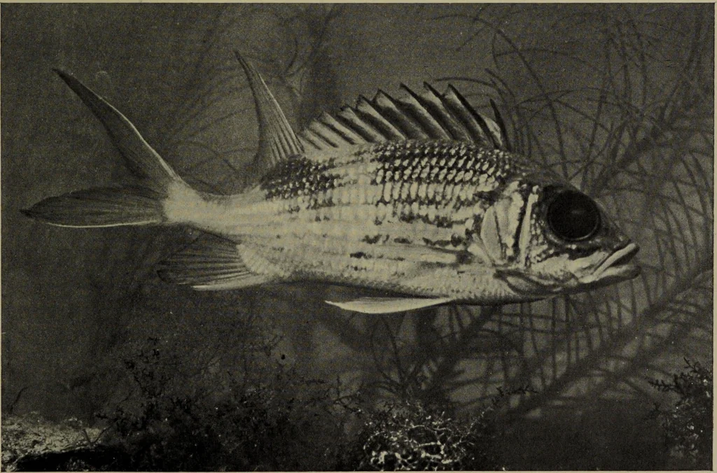 An illustration from American food and game fishes : A popular account of all the species found in America north of the equator / with keys for ready identification, life histories and methods of capture, by David Starr Jordan and Barton Warren Evermann, illustrated with colored plates and text drawings, and with photographs from life by A. Radclyffe Dugmore., 1902, leaf 359