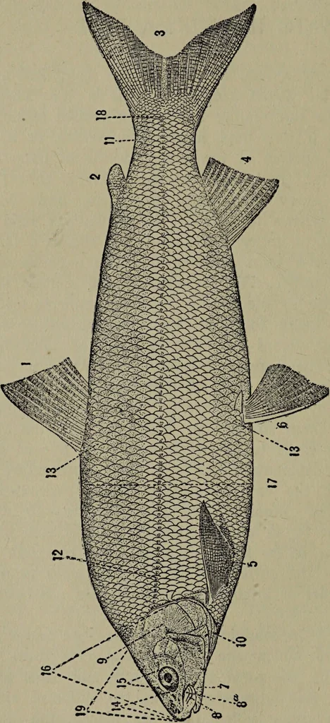 An illustration from American food and game fishes : A popular account of all the species found in America north of the equator / with keys for ready identification, life histories and methods of capture, by David Starr Jordan and Barton Warren Evermann, illustrated with colored plates and text drawings, and with photographs from life by A. Radclyffe Dugmore., 1902, leaf 36