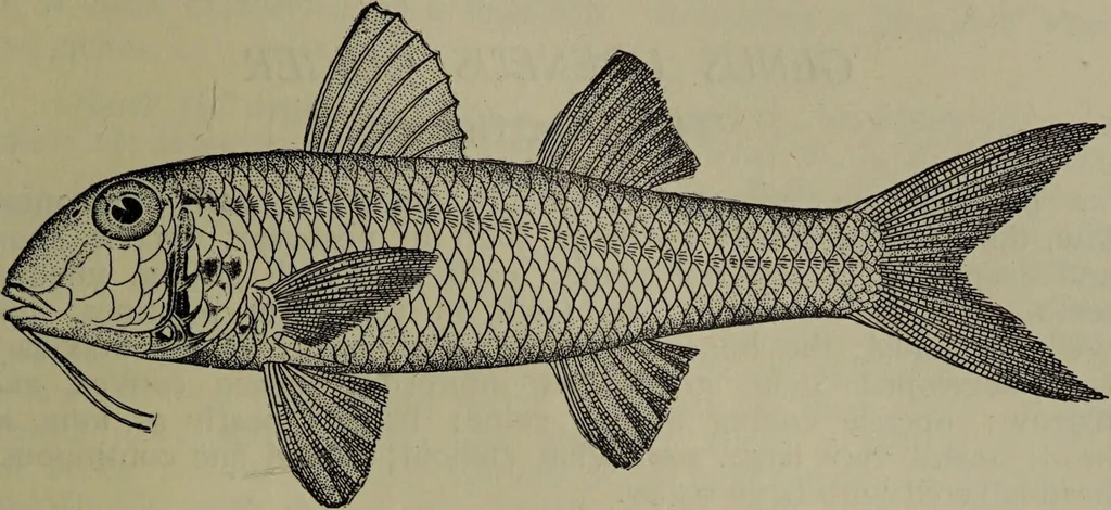 An illustration from American food and game fishes : A popular account of all the species found in America north of the equator / with keys for ready identification, life histories and methods of capture, by David Starr Jordan and Barton Warren Evermann, illustrated with colored plates and text drawings, and with photographs from life by A. Radclyffe Dugmore., 1902, leaf 363